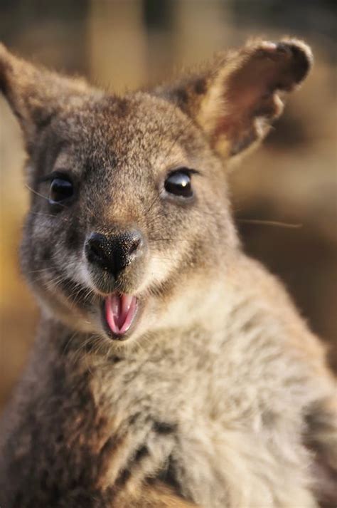 Wallabies are widespread across Australia, particularly in more remote ...