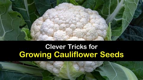 Your Guide to Growing Cauliflower from Seed