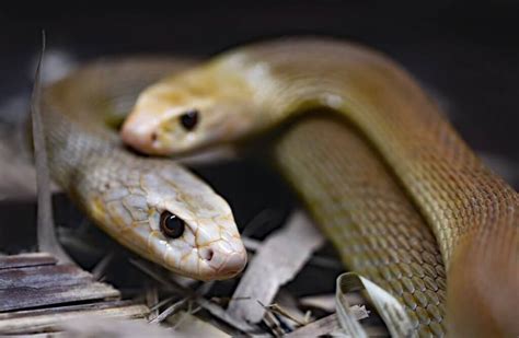 Ringneck Snake Diet: What Do They Eat and How to Keep Them Healthy ...