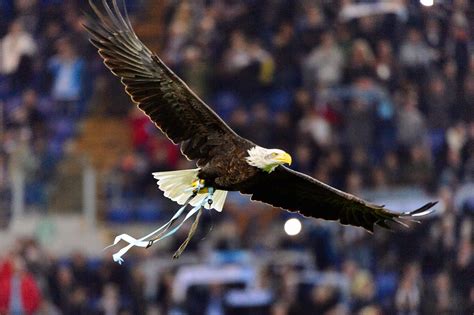 Watch 'Challenger' The Bald Eagle Soar into a Football Stadium in Most American Video Ever - A-Z ...