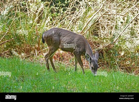 A female Columbia blacktail deer, browsing alongside a paved road in Shore Acres State Park near ...