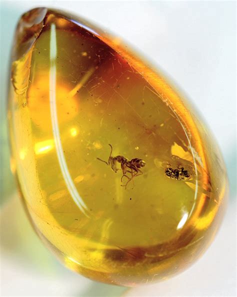 The Most Fashion: Amber Jewelry, Fine Jewelry With This Unique Stone