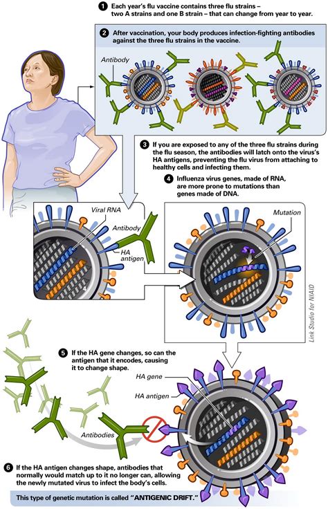 What is antigenic drift? + Example