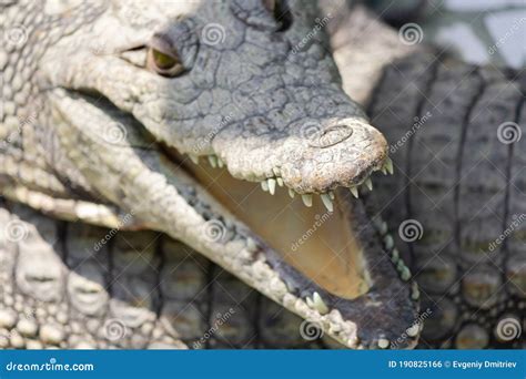 Crocodile`s mouth close-up stock photo. Image of mouth - 190825166