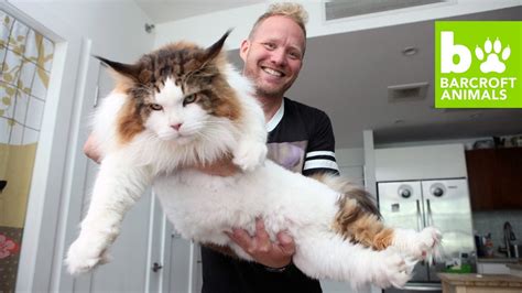 4ft Long Samson Is New York’s Biggest Cat: Teaser - YouTube