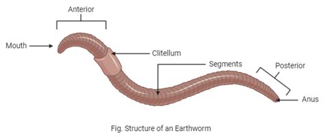 Locomotion in earthworm is helped byA. SetaeB. Coelomic fluidC. Body wall musculatureD. All of ...