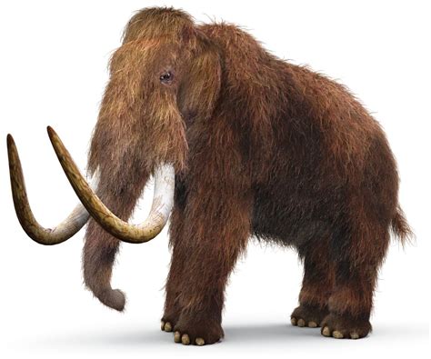 Prehistoric Mammals | Ancient Mammals | DK Find Out