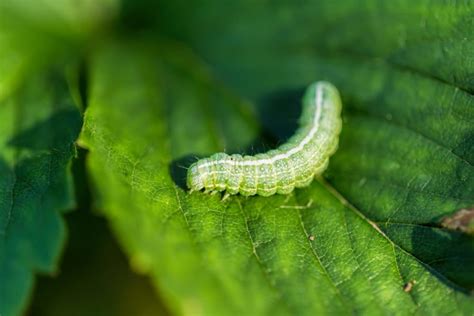 19 Common Garden Pests: How to Get Rid of Them?