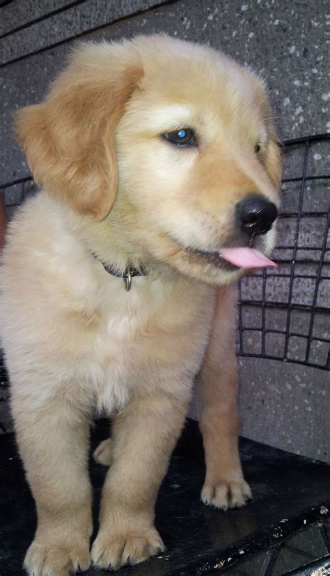 Blaze, our Golden Retriever/Lab mix | Golden retriever mix puppies ...