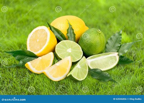 Lime fruit stock photo. Image of lime, vegetable, diet - 62046856