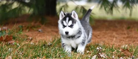 6 Best Husky Breeders In Connecticut: (2024 Update!) – My Happy Husky