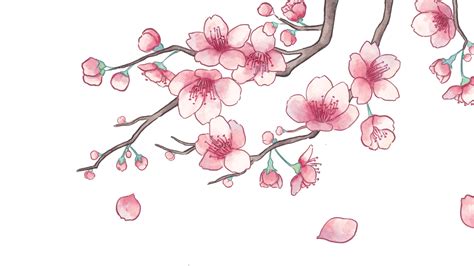 Cherry Blossom Petals PNG Transparent, Spring Cherry Blossom Branch Petal Season, Spring, Cherry ...