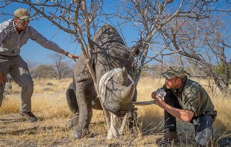 Prince Harry and Meghan Markle: The royal love affair with Botswana | HELLO!