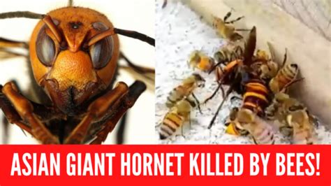 How Do Bees Kill Killer Hornets? - KittyExpert.com