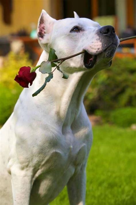 Dogo Argentino - Temperament, Lifespan, Shedding, Puppy