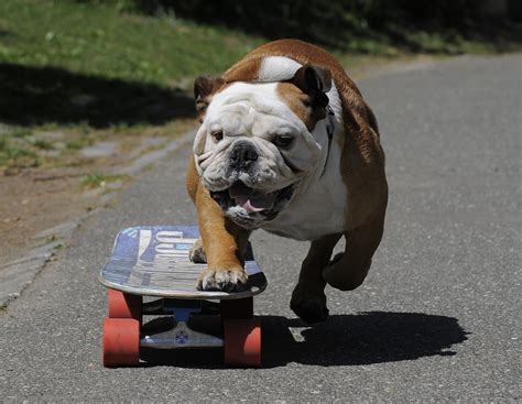 English bulldog on a skateboard wallpapers and images - wallpapers ...