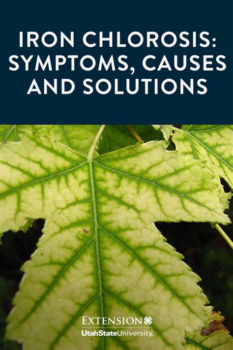 Iron Chlorosis: Symptoms, Causes and Solutions | Garden spray, Foliar spray, Solutions