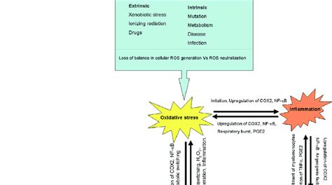 Oxidative stress-inflammation – tumour interplay. Oxidative stress... | Download Scientific Diagram