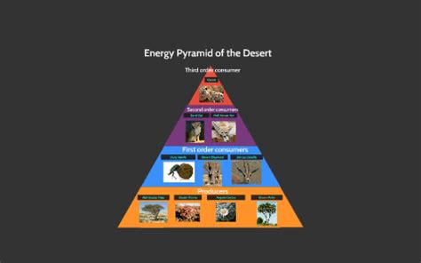 Energy Pyramid of the Desert by Shannon Bellamy on Prezi