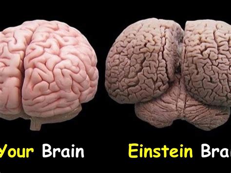 Primary 2 Science Junior Einstein 2017 Programme Mind