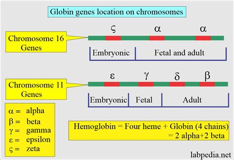 Hemoglobin: - Part 1 - Hemoglobin (Hb) structure and Functions ...