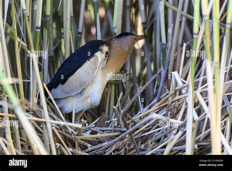 The bird incubates its eggs in a nest. Ixobrychus minutus, Little ...