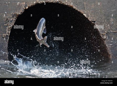 Silver cyprinid hi-res stock photography and images - Alamy