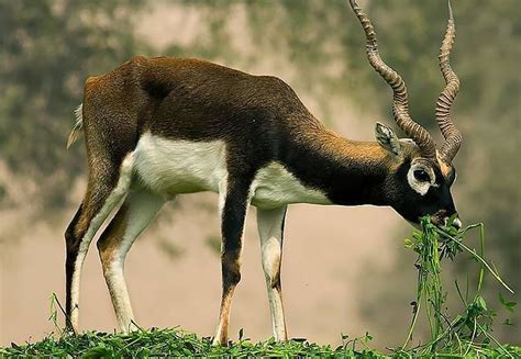 Top 107 + Endangered species of animals in punjab - Lestwinsonline.com