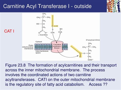 PPT - Chapter 23 Fatty Acid Catabolism PowerPoint Presentation - ID:237899