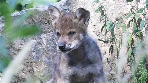 Mexican gray wolf pups born at Brookfield Zoo released into wild ...