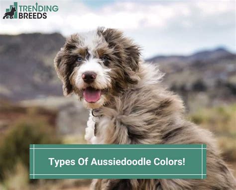 Types Of Aussiedoodle Colors – With Tons Of Pictures! (2024)