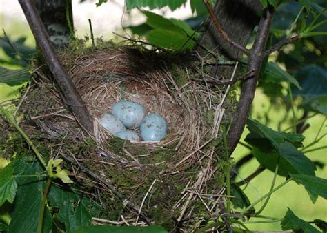 Mistle Thrush nest and eggs