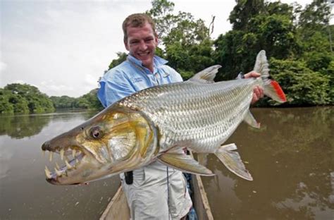 Goliath Tiger Fish — Water Monster from Africa | RiTeMaiL