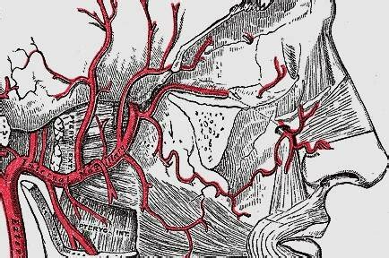 Internal maxillary artery entering pterygopalatine fossa through... | Download Scientific Diagram