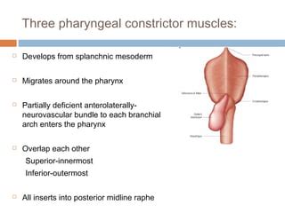 Pharyngeal pouches | PPT