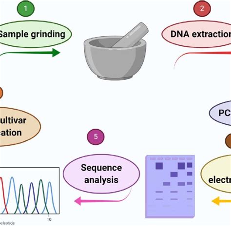 Schematic diagram representing DNA barcoding steps involved in plant... | Download Scientific ...