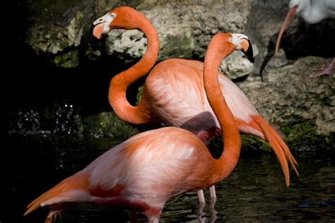 Flamingos in Water | ClipPix ETC: Educational Photos for Students and Teachers