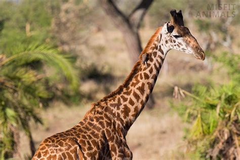 10 Animals That Chew Cud (List Of Cud-Chewing Animals)