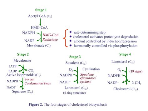 Metabolism of ketone bodies