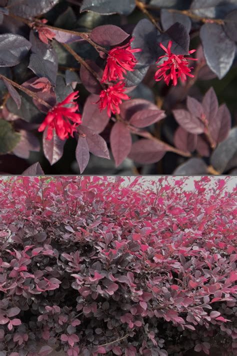 Buy Red Diamond Loropetalum For Sale Online From Wilson Bros Gardens