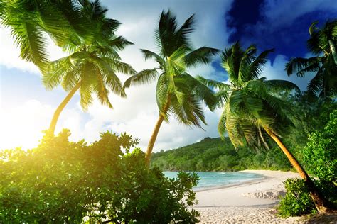 beach, Landscape, Palm Trees Wallpapers HD / Desktop and Mobile Backgrounds