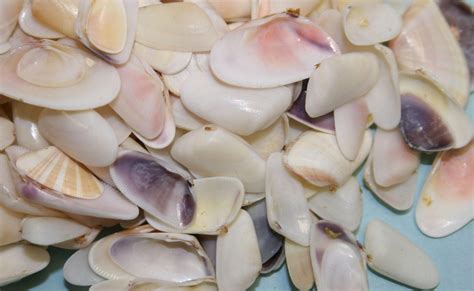 Coquina Shells, 2 oz. - Gary's Gem Garden