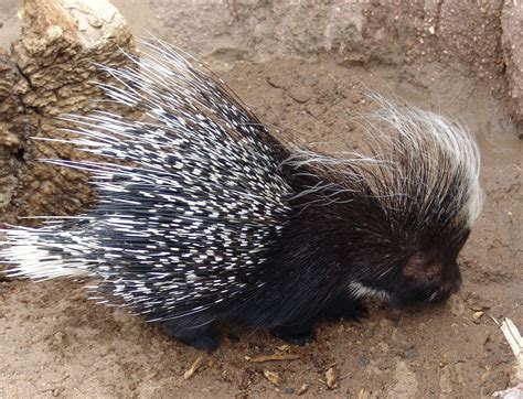 File:African crested Porcupine -Hystrix cristata-.jpg - Wikimedia Commons