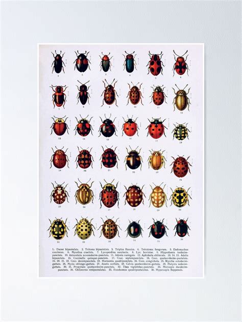 "Vintage Beetles Species Diagram | Vintage Beetles | Insect Anatomy ...