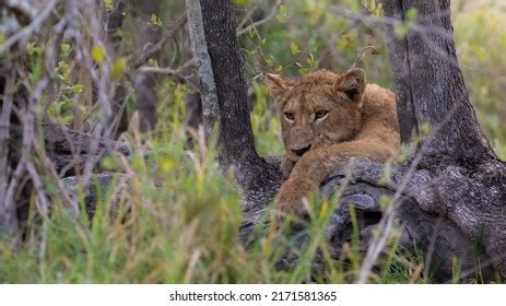 Lion Cubs Wild Stock Photo 2171581365 | Shutterstock