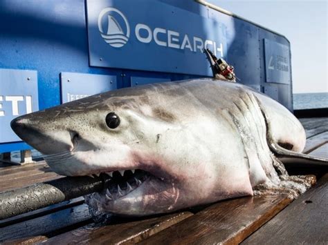 Great White Shark Spotted Off Coast Of Long Island: Ocearch ...