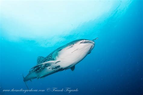 Where about are baby whale sharks? - Diving liveaboard in Thailand and ...