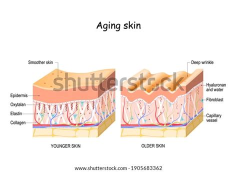 Aging Skin Comparison Difference Between Older Stock Vector (Royalty ...