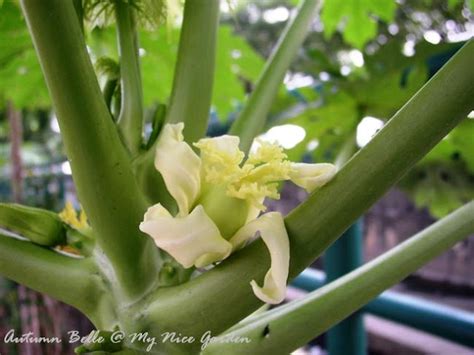 My Tropical Plants Finder: Female Papaya Flower