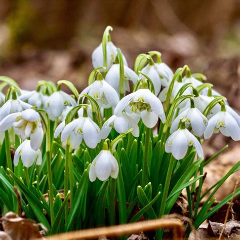 25 DOUBLE SNOWDROP BULBS - Top Quality Snowdrops - Spring Flowering Bulbs 7426926820301 | eBay ...